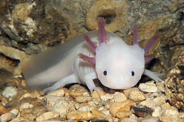 Axolotl