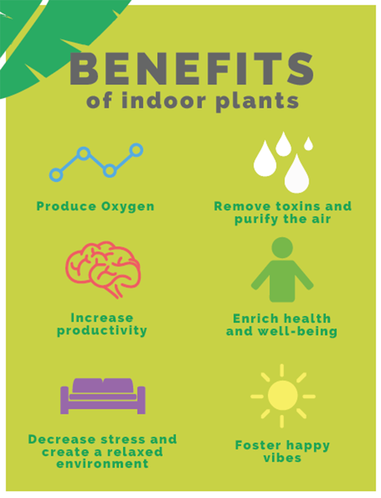 Benefits-of-Indoor-Plants-1