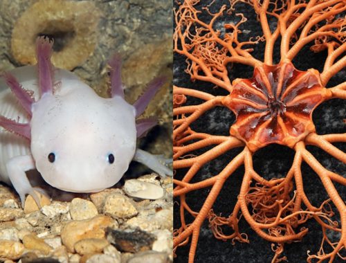 World Oceans Day 2020: 5 Hidupan Laut Aneh & Mengagumkan!