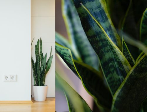 Pelbagai Manfaat! Kini Tumbuhan Indoor Menjadi Kegilaan Orang Ramai