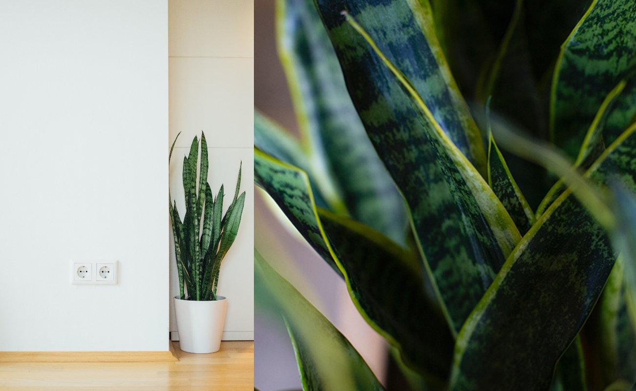 Pelbagai Manfaat! Kini Tumbuhan Indoor Menjadi Kegilaan Orang Ramai