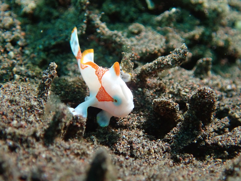 juvenile Clown frogfish