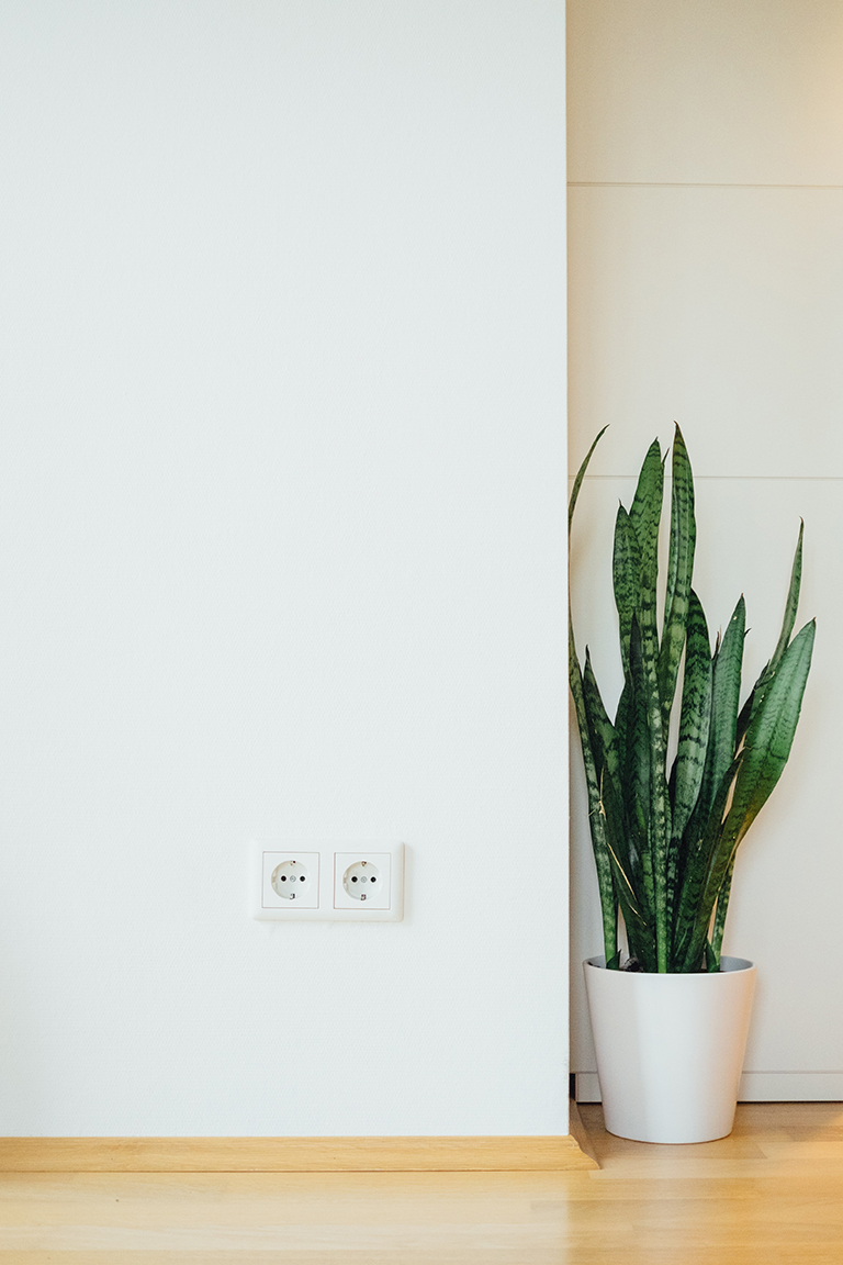 snake plant in a pot