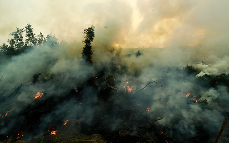 hutan-terbakar-indonesia-bernama-768 hutan-terbakar-indonesia-bernama-768