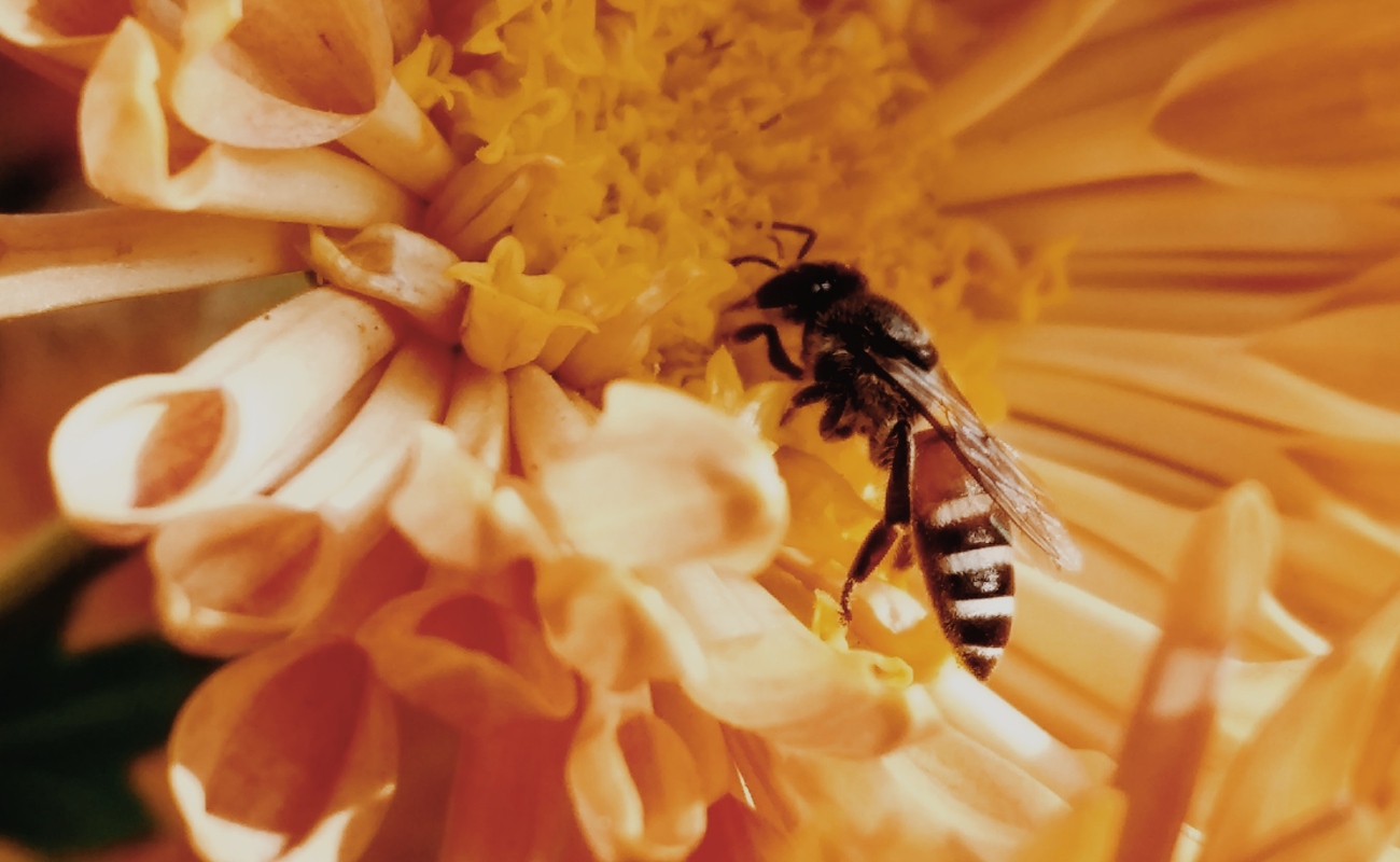 Happy World Honey Bee Day! Serikan Hari Maduners Dengan Sambutan Hari Madu Lebah, Sedunia