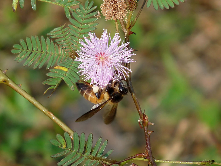 Honeybee_on_Mimosa_pudica_at_Kadavoor