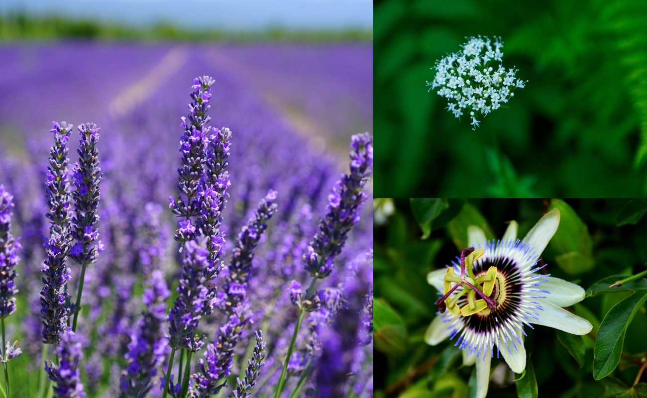 5 Herba Yang Boleh Kurangkan Masalah Kegelisahan dan Stress