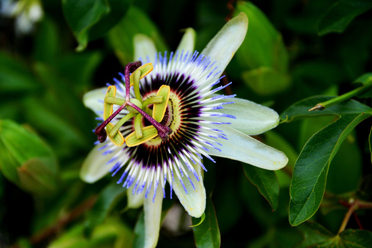 Passionflower-768