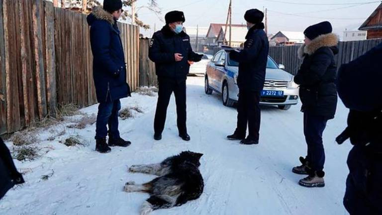 The scene of the wild dog attack in Russia