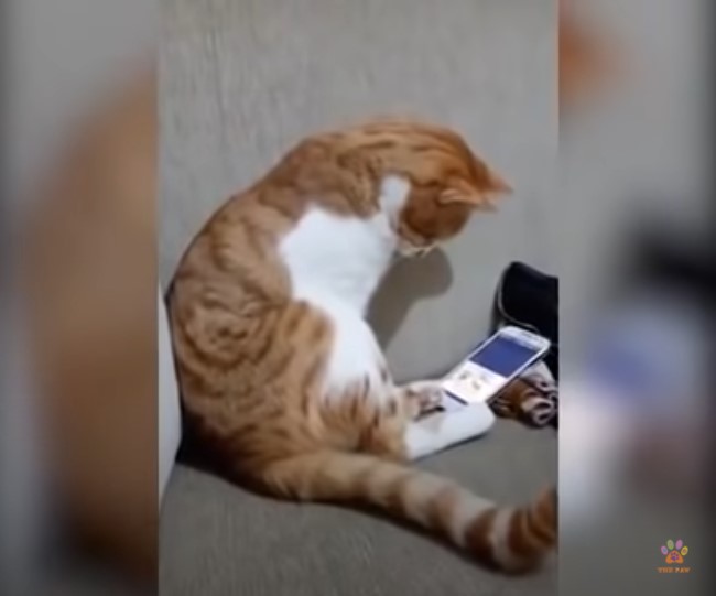 Cat Watches The Last Video Of His Deceased Owner_SS 01