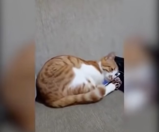 Cat Watches The Last Video Of His Deceased Owner_SS 02