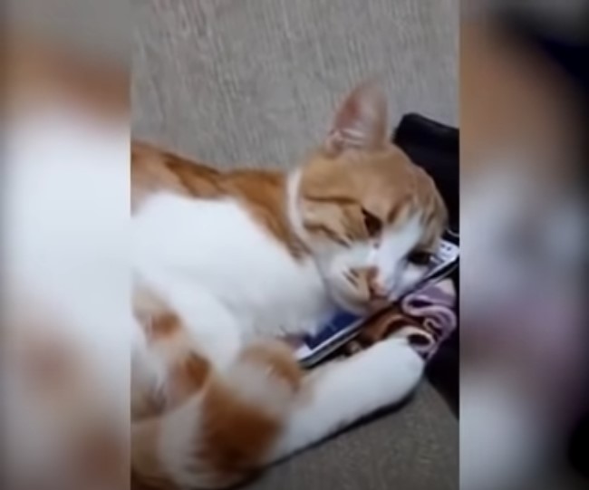 Cat Watches The Last Video Of His Deceased Owner_SS 03