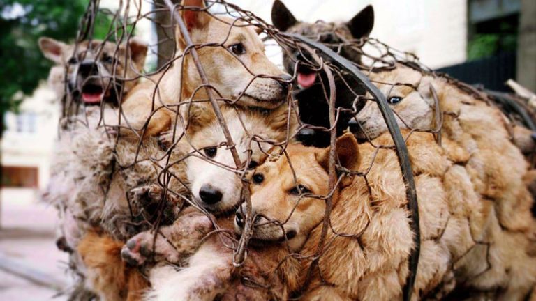 Stop Animal Cruelty and Abuse in China