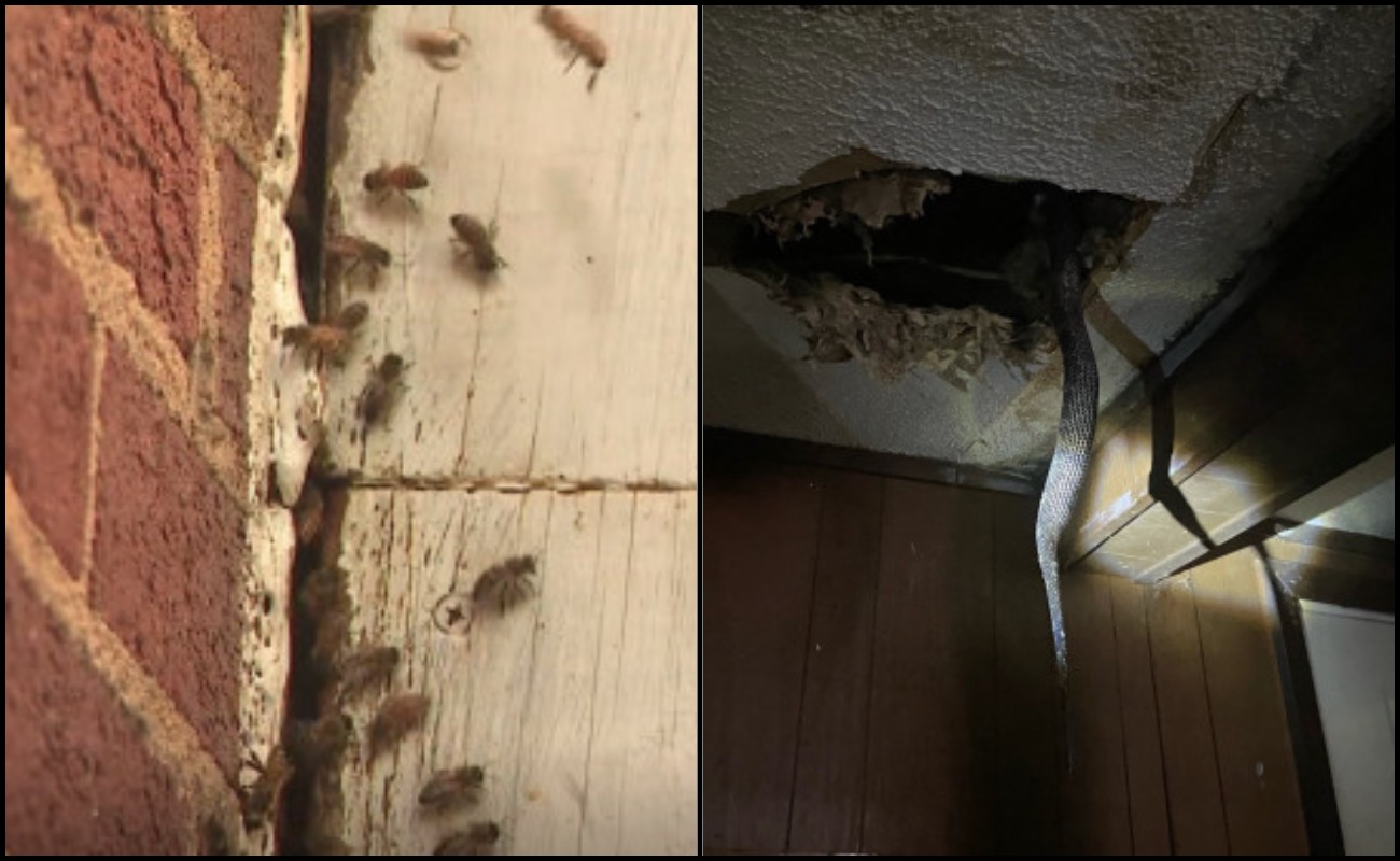 Bumbung Rumah Kerap Bocor Rupa-Rupanya Ada Yang Menghuni