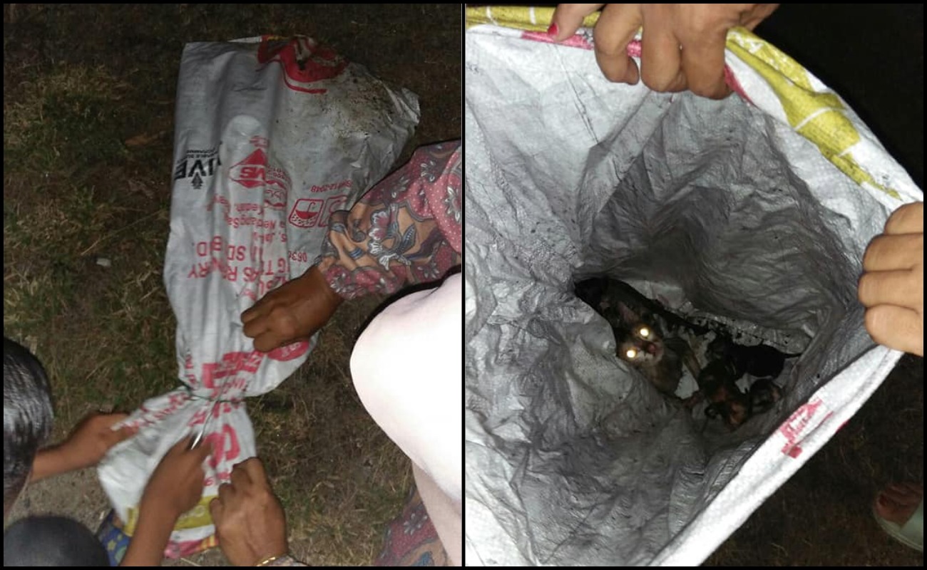 Kucing Baru Beranak Diikat Dalam Guni