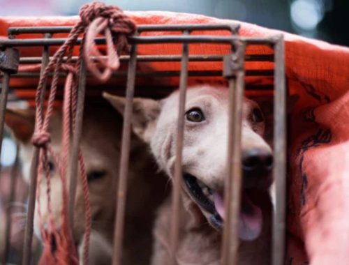 Festival Daging Anjing Jadikan 5000 Ekor Anjing Sebagai Santapan