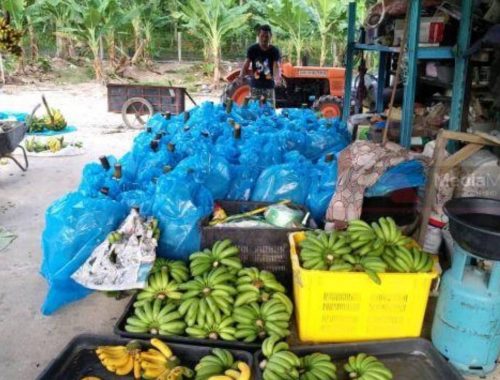 Gara-Gara Total Lockdown 1050kg Pisang Berangan Terpaksa Dilupuskan