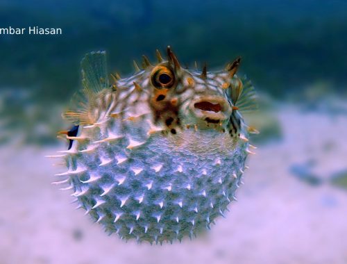 Padah Makan Ikan Buntal Beracun