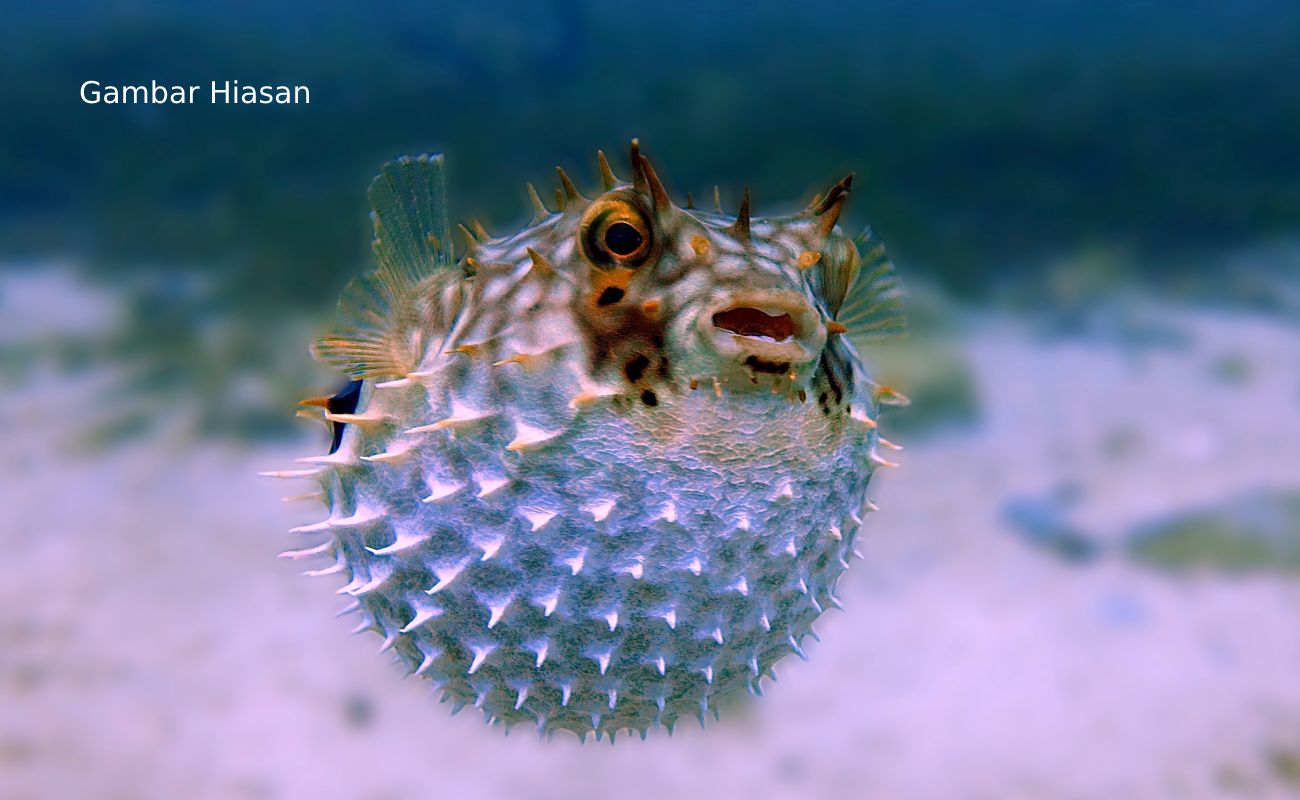 Padah Makan Ikan Buntal Beracun