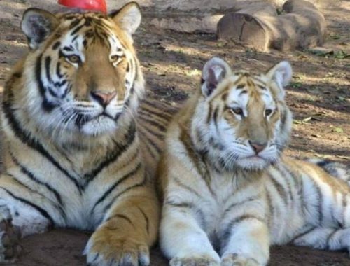 Pekerja Mahir Nahas Dibaham Harimau Ketika Tutup Pagar Elektrik Untuk Penyelenggaraan