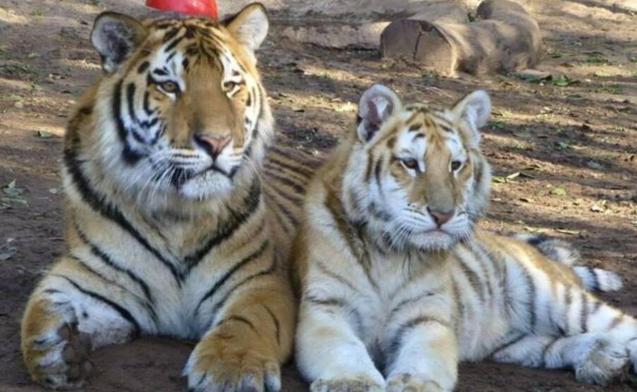 Pekerja Mahir Nahas Dibaham Harimau Ketika Tutup Pagar Elektrik Untuk Penyelenggaraan