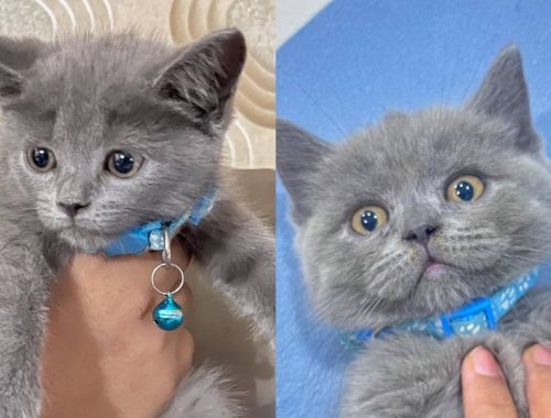 Wanita Ini Kongsi Kucing Kesayangan Tertukar Selepas Hantar Ke Veterinar