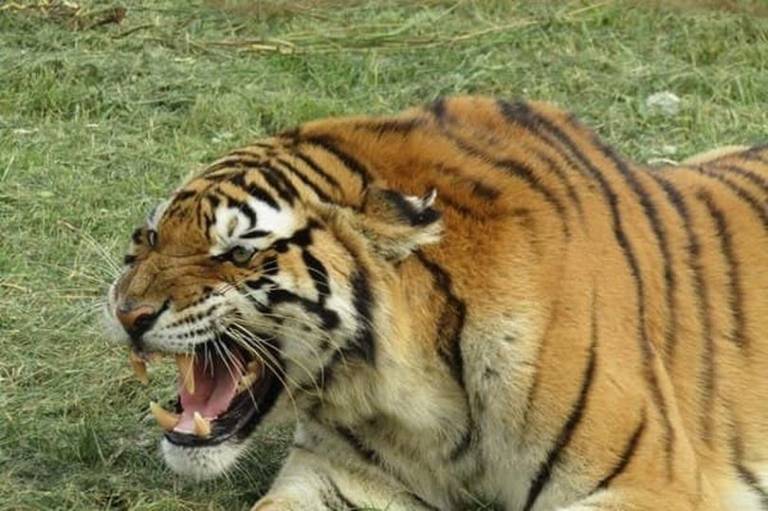 seorang pekerja zoo yang berpengalaman maut dibaham seekor harimau Siberia ketika pagar elektrik dimatikan bagi tujuan penyelenggaraan