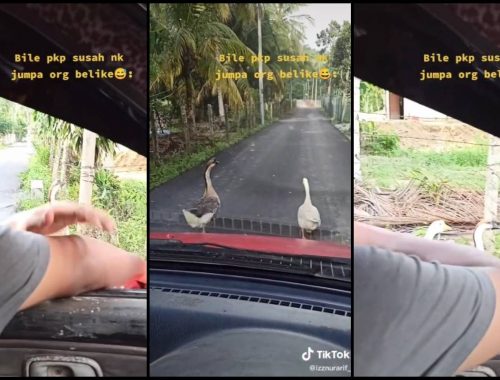 “Kenapa Bini Awak Itik”, Pemuda Tanya Jalan Pada Angsa Cuit Hati Netizen