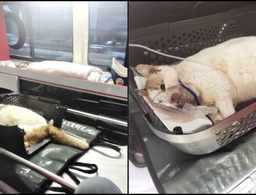 Selalu Tengok Di Luar Negara, Kini Malaysia Sudah Ada Ambulans Haiwan