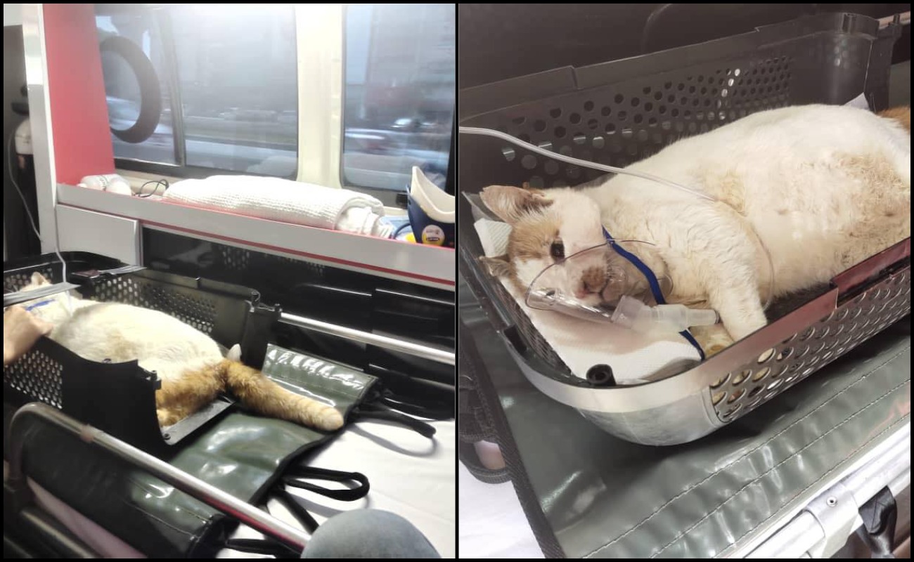 Selalu Tengok Di Luar Negara, Kini Malaysia Sudah Ada Ambulans Haiwan