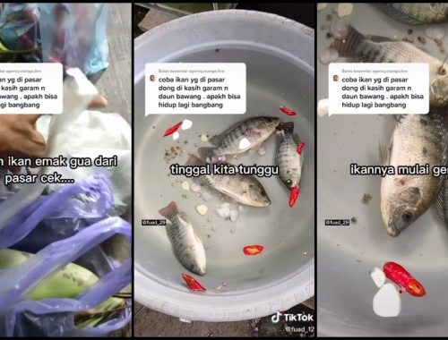 Viral Lelaki Hidupkan Ikan, Pakar Ikan Ini Beri Penjelasan