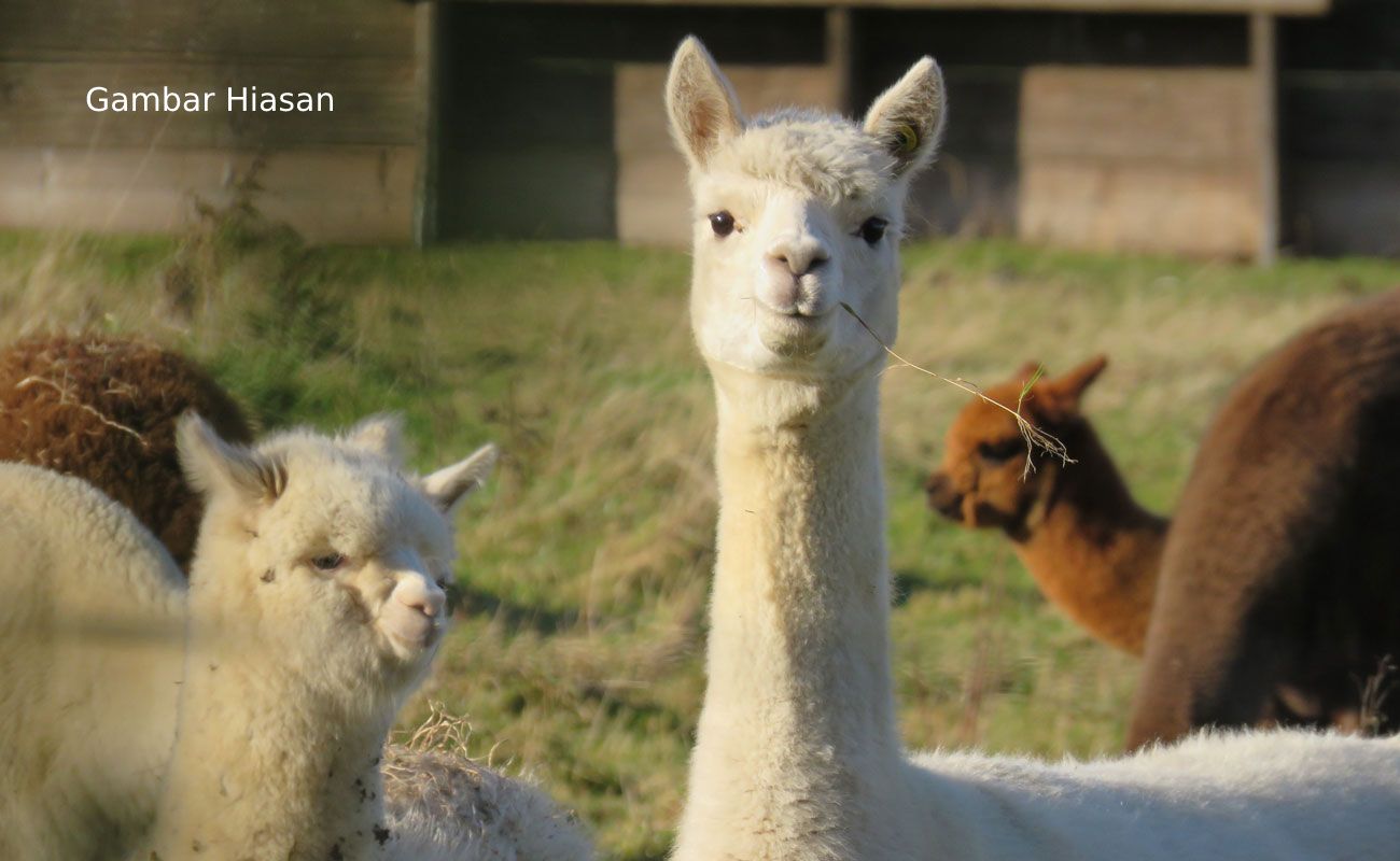 Antibodi Llama Penawar Covid-19