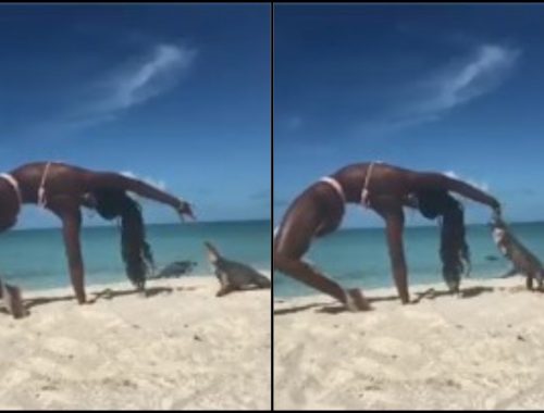 Baru Nak Bersenam, Wanita Digigit Iguana Tepi Pantai