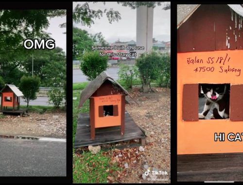 Bina Rumah Untuk Kucing Jalanan, Siap Ada Alamat