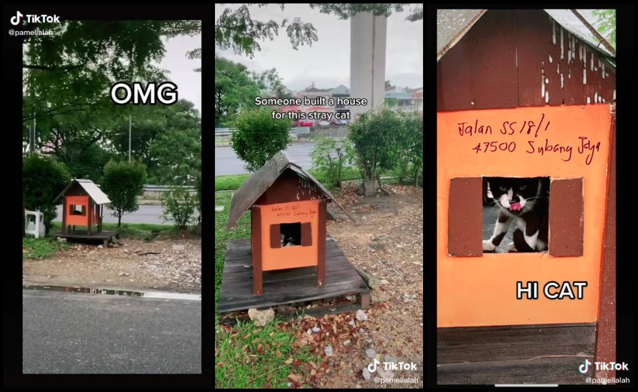 Bina Rumah  Untuk  Kucing Jalanan Siap Ada Alamat Manis Madu