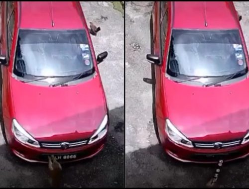 Dendam Dibaling Selipar, 7 Kali Monyet Curi Nombor Plat Kereta Musuhnya