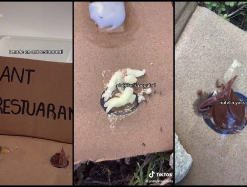 Kecoh Di TikTok, Restoran Khas Untuk Semut