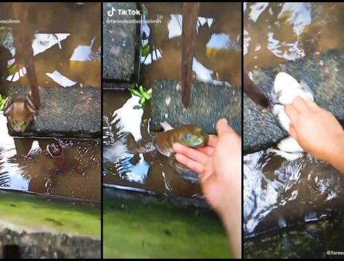 Kena Gigit Pun Boleh Ketawa Selamber Main Dengan Katak Macam Main Dengan Kucing