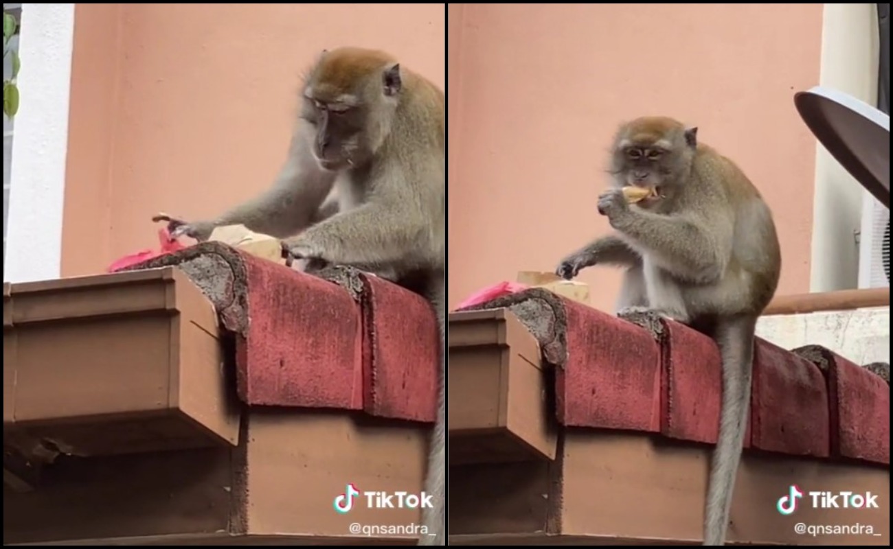 Keropok lekor yang dipesan melalui Foodpanda dicuri si monyet