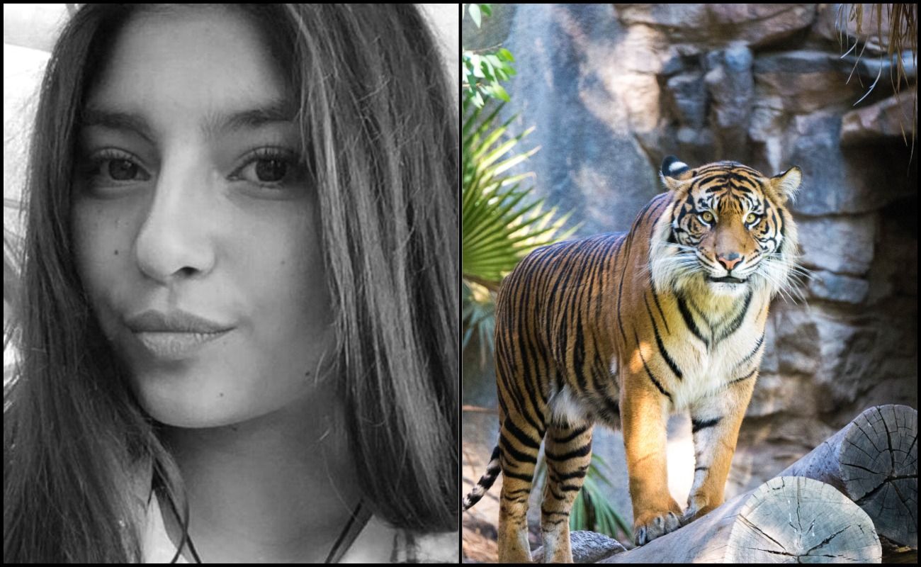 Lupa Diberitahu Pintu Tak Berkunci, Petugas Zoo Maut ‘Dibunuh’ Harimau