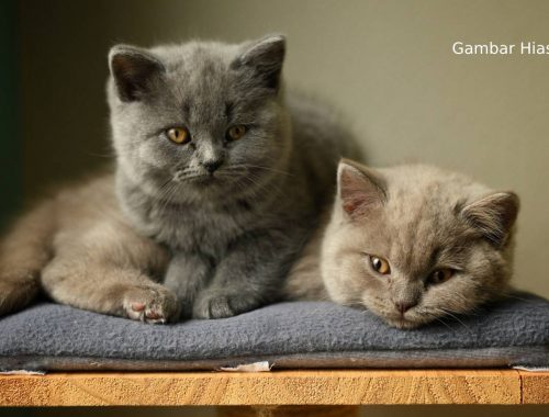 Niat Beli Kucing Baka British Shorthair Tapi Rugi RM3,230 Ditipu