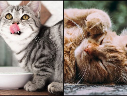 Pencinta Kucing, Hati-Hati! 5 Jenis Penyakit Yang Boleh Dialami Si Bulu