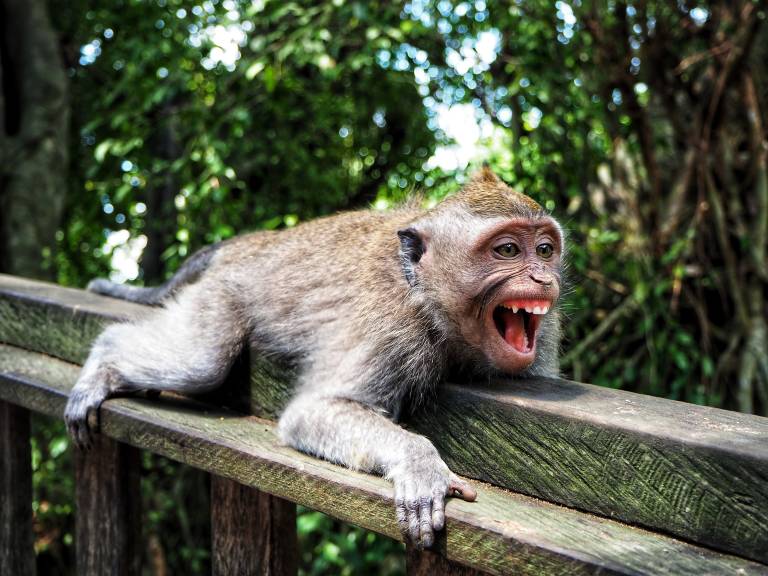 brown monkey on railing