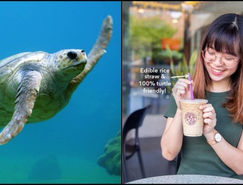 Straw Boleh Dimakan, Sokong Kempen Selamatkan Penyu