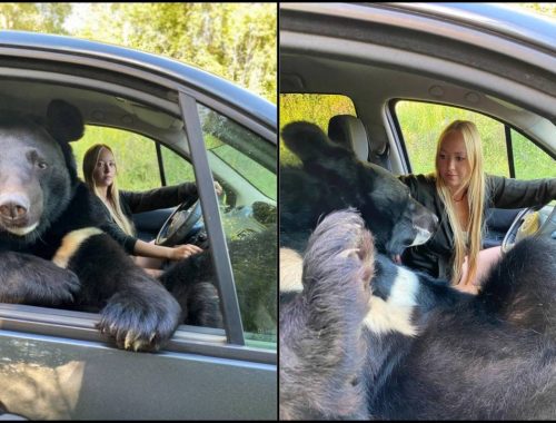 Suka Bawa Beruang Hidup Bersiar, Wanita Ini Tak Takut Kena Serang