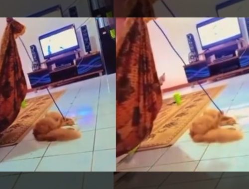 Kucing ‘Balas Budi’ Pemilik, Bantu Dodoikan Bayi