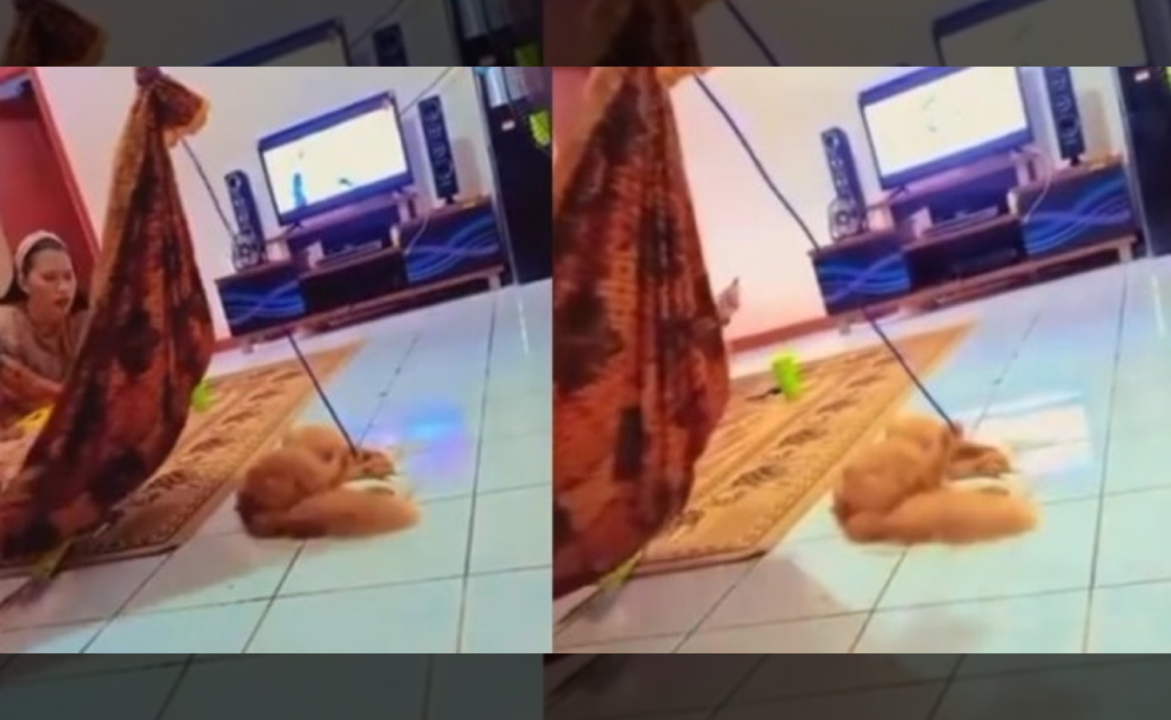 Kucing ‘Balas Budi’ Pemilik, Bantu Dodoikan Bayi