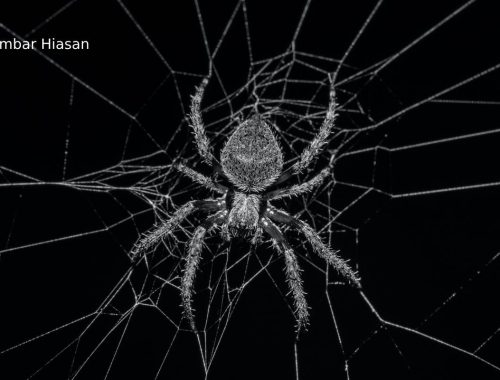 Sekolah Terpaksa Ditutup Akibat Jadi Tempat Pembiakan Labah-Labah