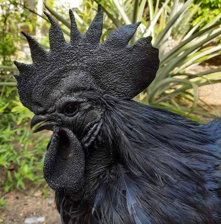 Ayam Cemani (1)