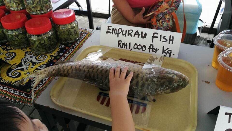 Ikan Empurau